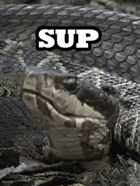 snake gif funny|snake gif transparent.